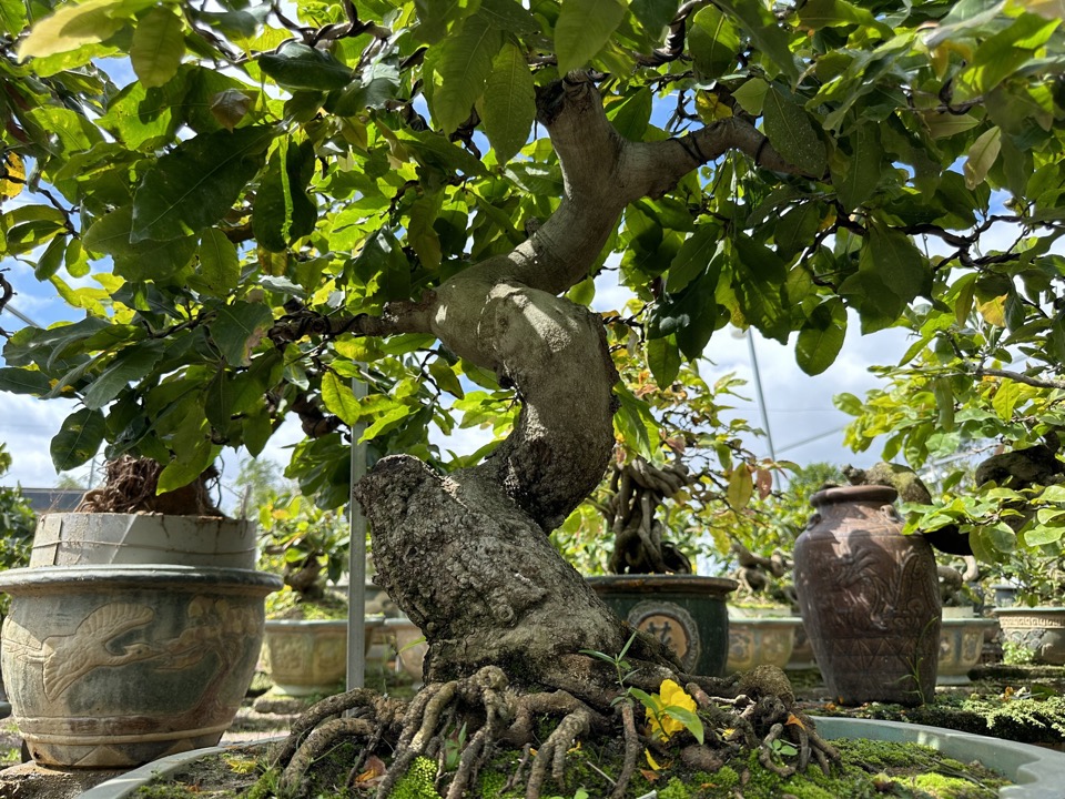 Làng mai vàng bonsai Bình Định